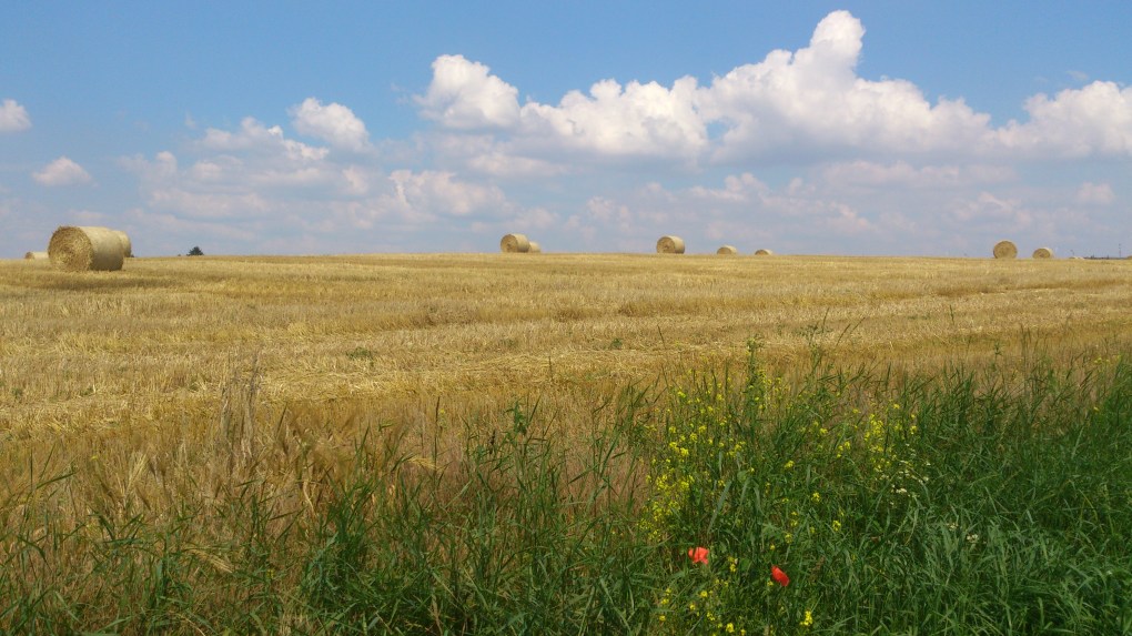 2014-07-23 Haderslev-Paris, 3. etappe i Belgia - Natur.